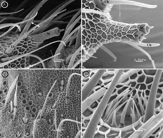 Scanning electron micrographs showing (A) styloconic sensillum in the middle part of the distal edge of each segment in both sexes. (B) The terminal segment always has two sensilla joined. (C) Auricillica, squamiformia, chaetica, and short trichoidea sensilla. (D) Sensilla coeloconica are surrounded by cuticular spines. Lt, long trichoidea sensilla; St, short trichoidea sensilla; Co, coeloconicum sensillum; Sp, spines; Sq, squamiform sensilla; Au, auricillicum sensillum. Double arrows point the helicoidal pattern on the long trichoidea sensilla